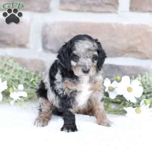 Raine, Cavapoo Puppy